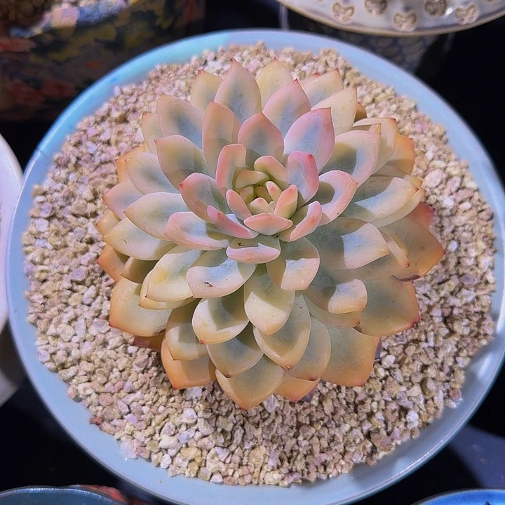 橙梦露 宽锦 一物一拍