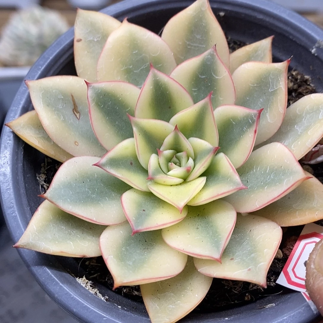 2203 优选基因斗牛士覆轮锦 需延时发货