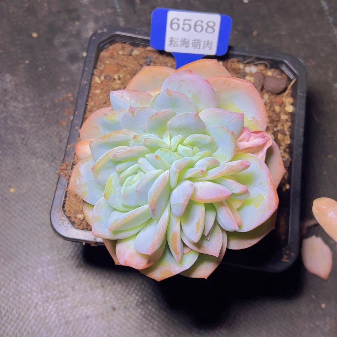 小***姨凤橙6568多肉植物