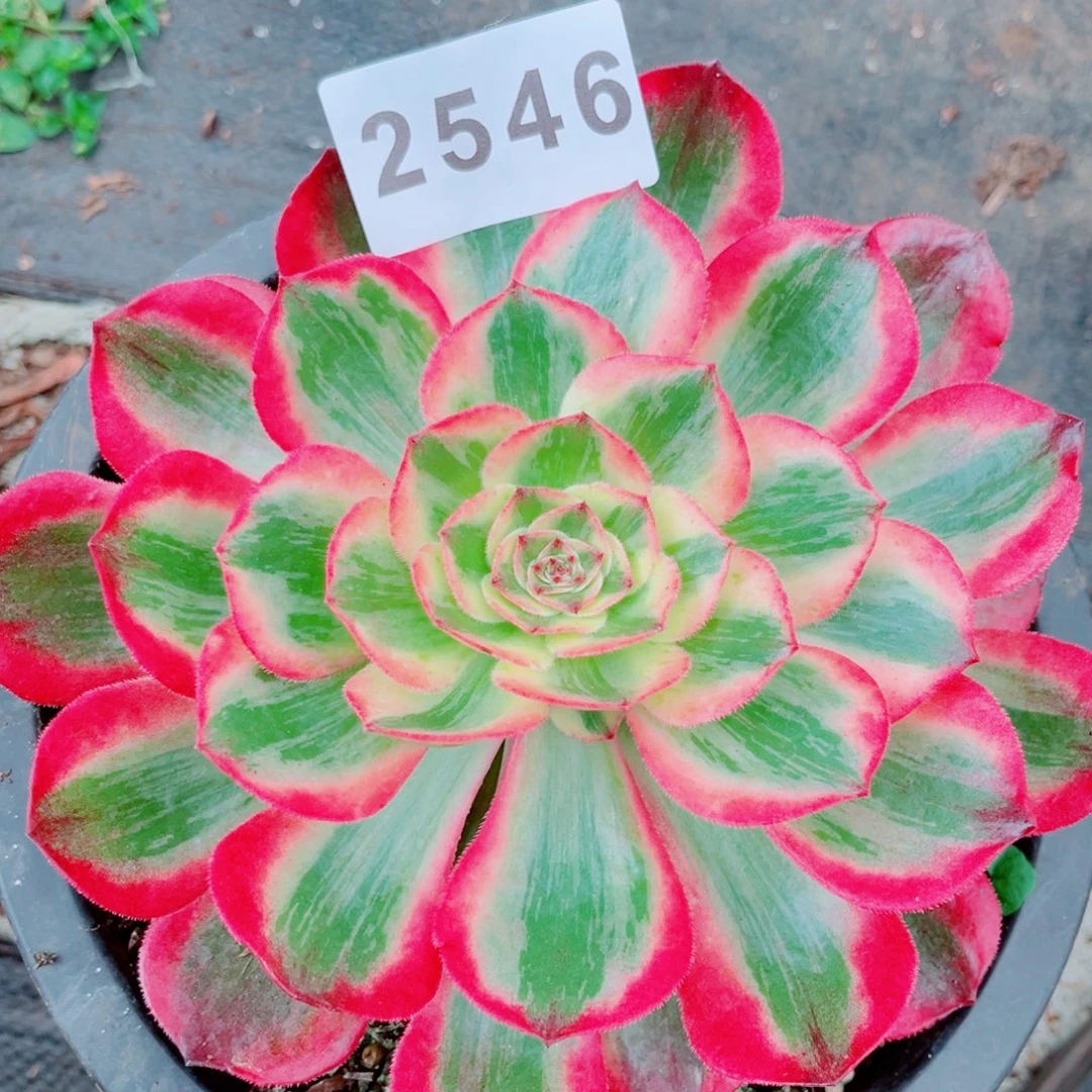 新品赤子心带仔多肉