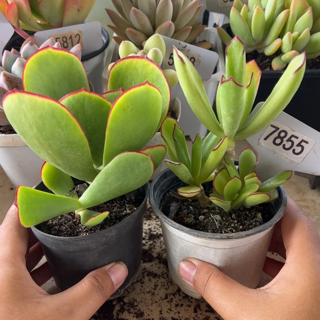 【闪购商品】青梅竹马。 7855。 111111-