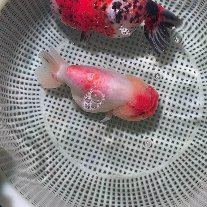 金鱼L****s以检查无问题