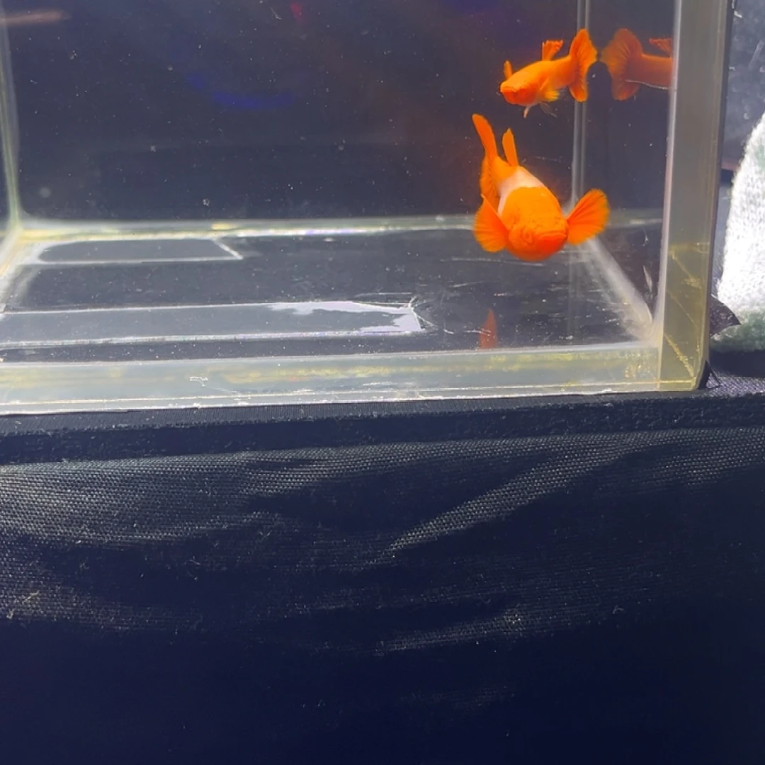 孔雀鱼红头双分水