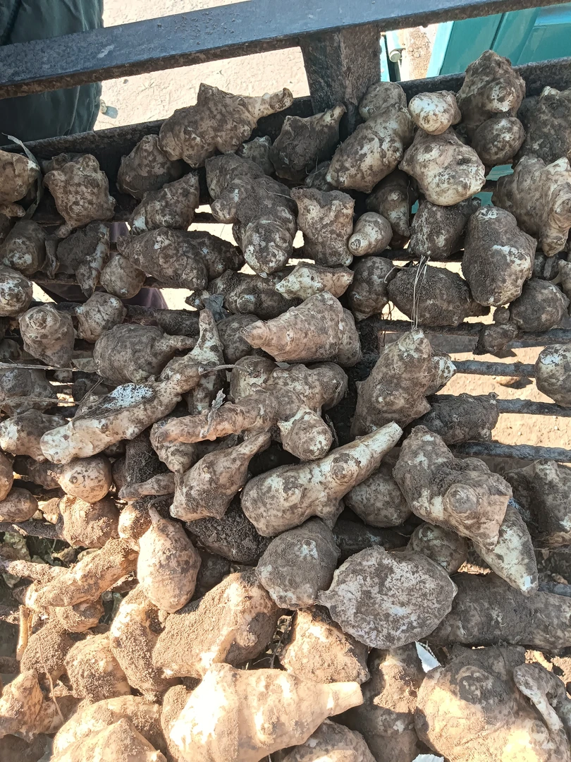 洋姜新鲜现挖洋芋头菊芋阳姜农家种植蔬菜