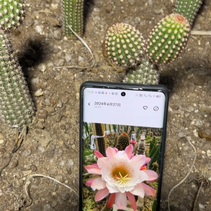 菲德尔金妞有根15cm