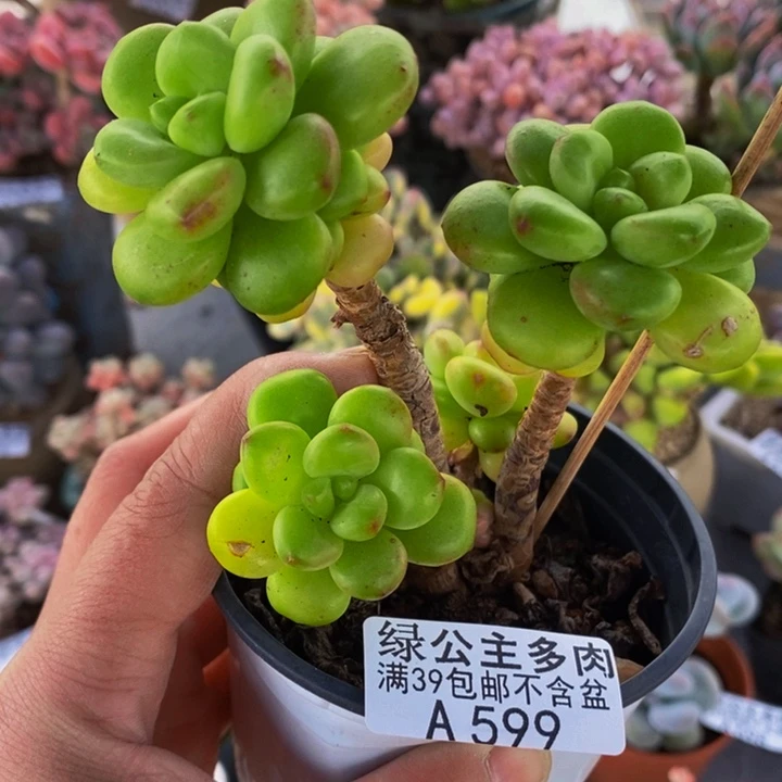 香格里拉7cm599多肉植物