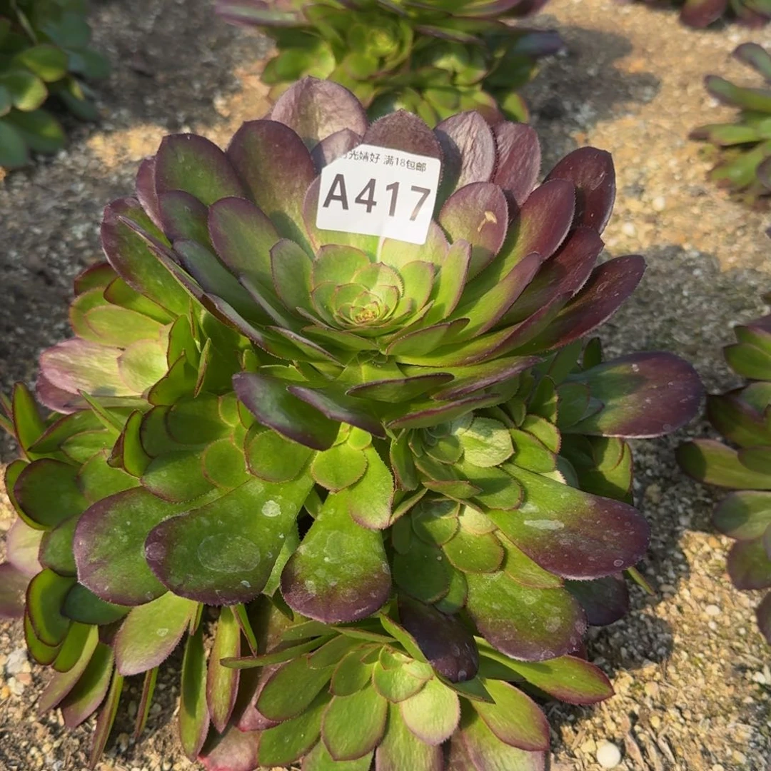 417雨荷多肉植物