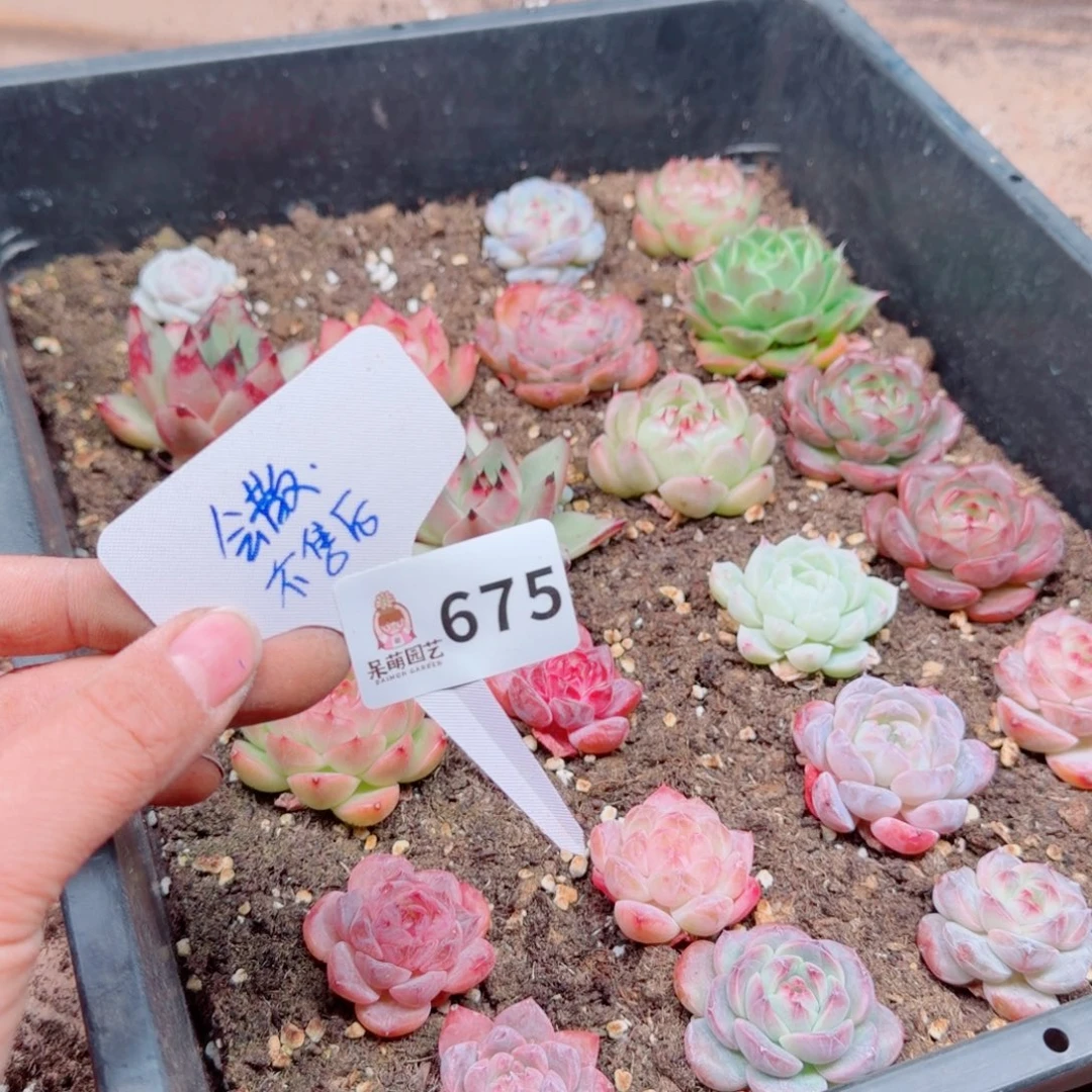 多肉植物多肉植物