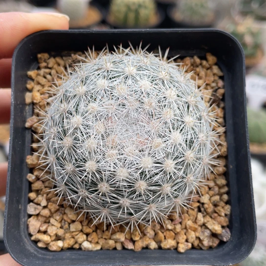 折后价    雪白丸     实生根