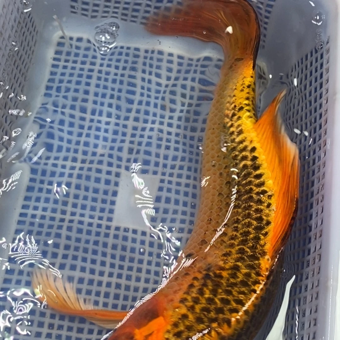 锦鲤冷水锦鲤包邮
