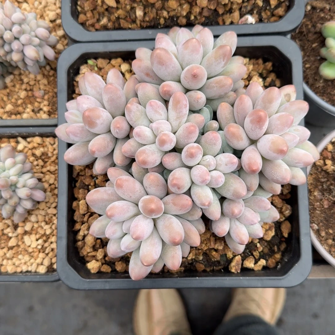 汤圆 群生 一物一拍