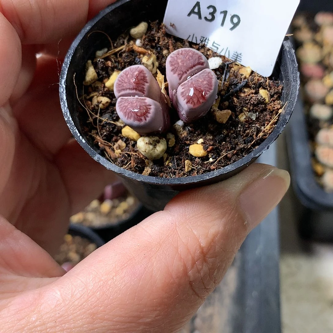 且****8A319多肉植物保护研究所