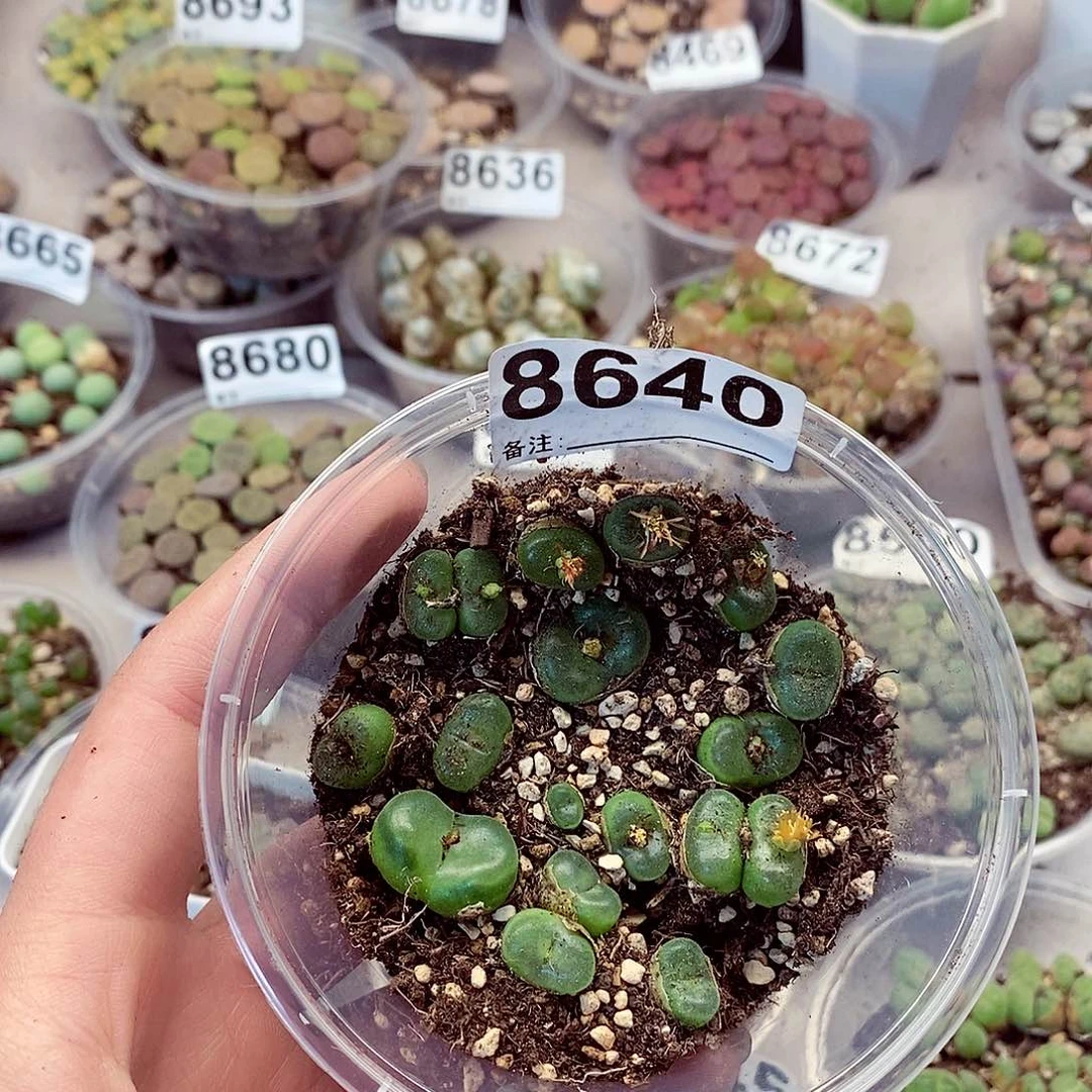 8640水晶鞋龙卡咯打