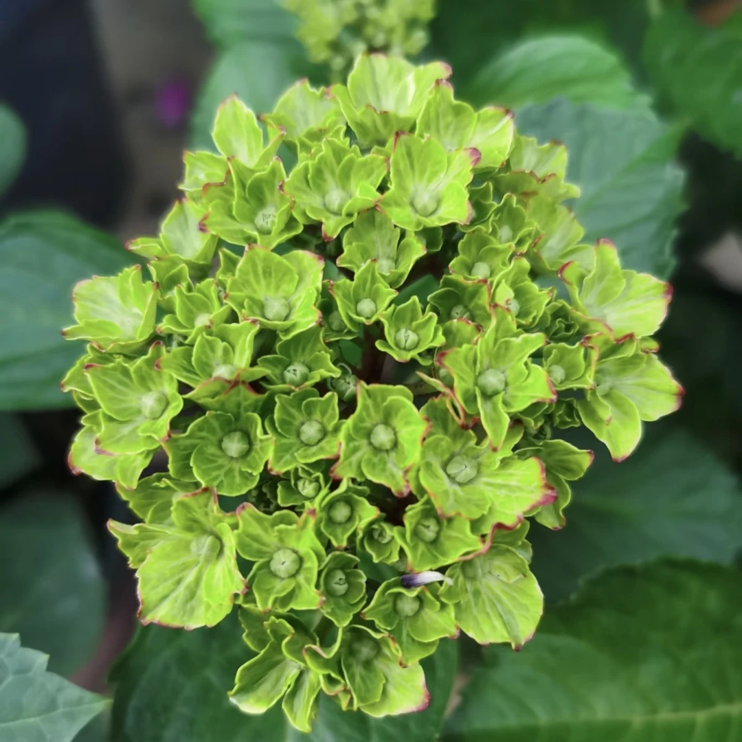 【魔幻城堡】 庭院阳台新手好养绿植 盆栽植物