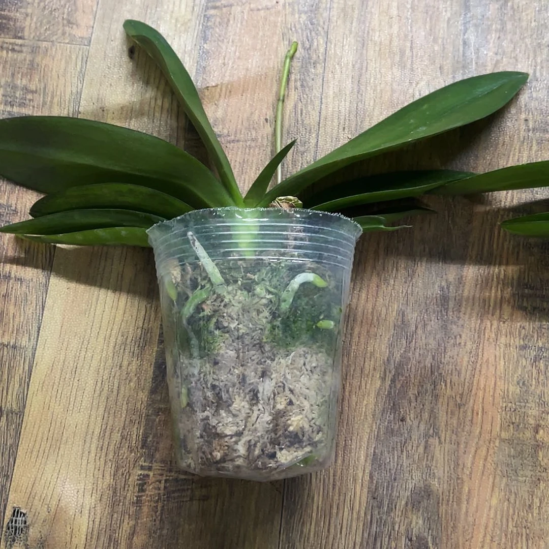 当前无花栽培后可以开花紫*蝴蝶兰残雪瑕疵