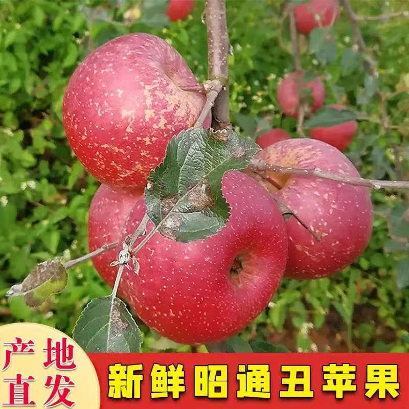 云南昭通冰糖心丑苹果新鲜现摘脆甜多汁应季云南昭通丑苹果冰糖心