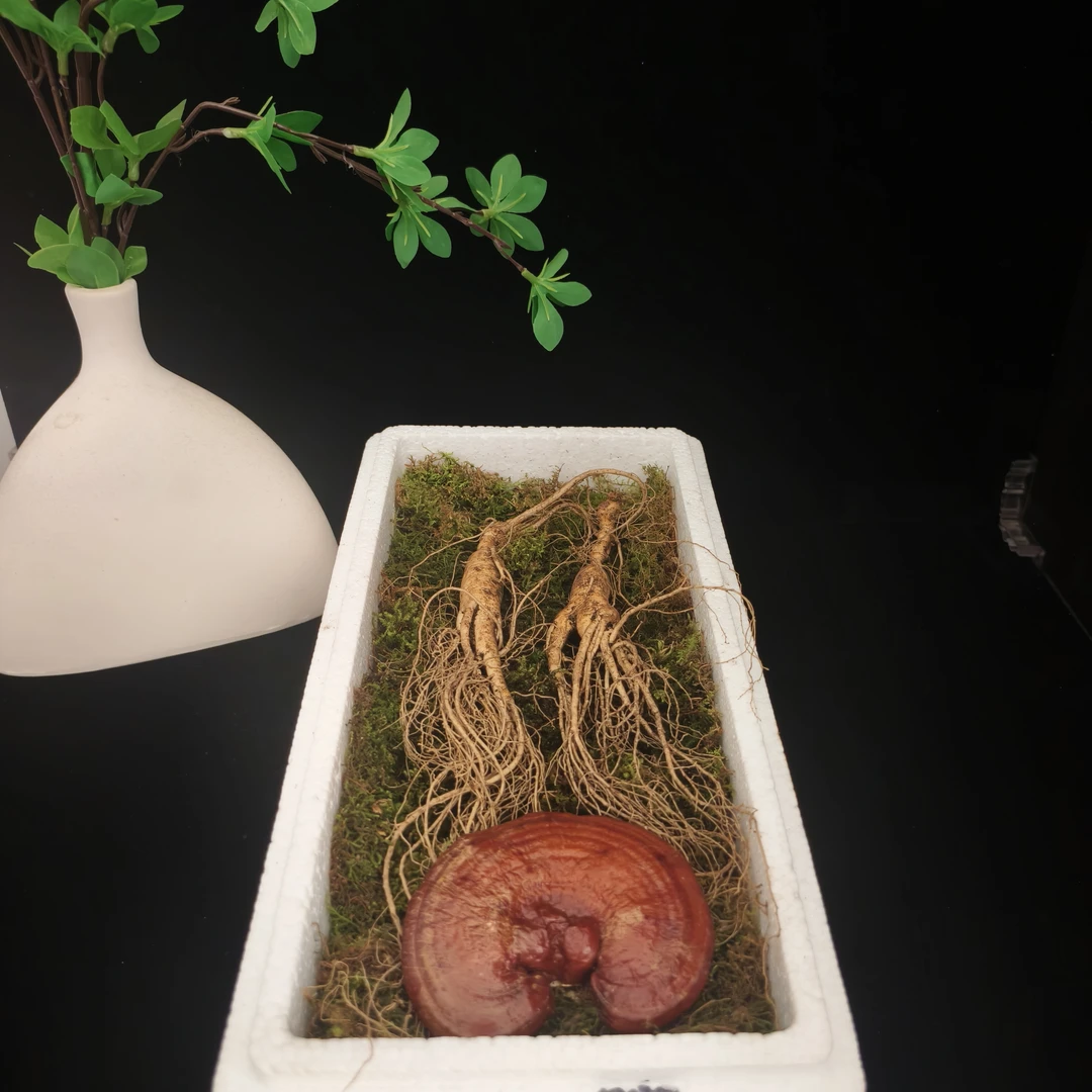 长白山新鲜林下参可煲汤泡水泡酒滋补养生礼盒装