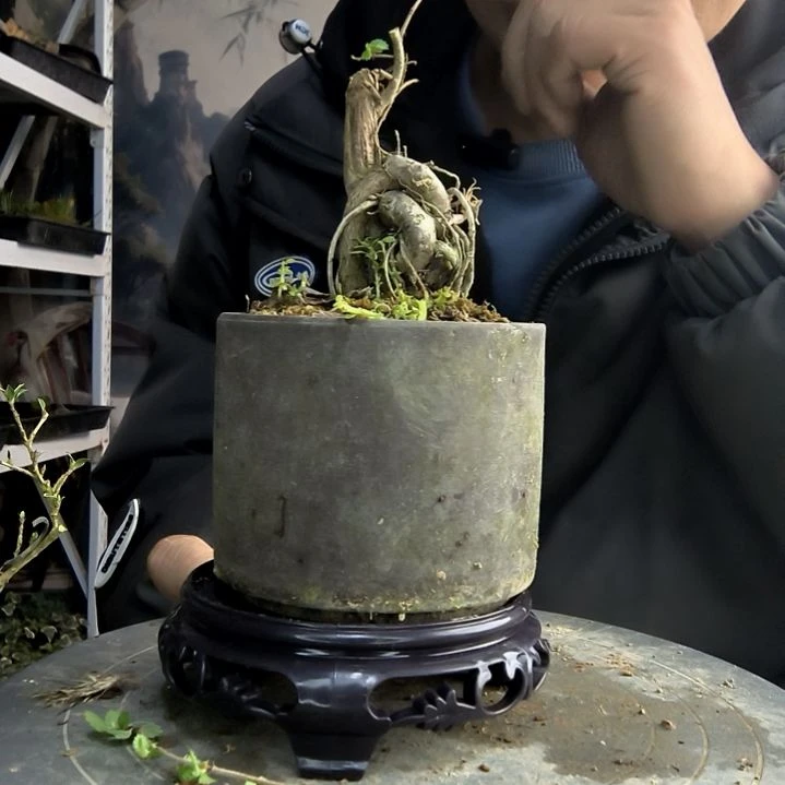 星*小盆景小植物一物一拍201