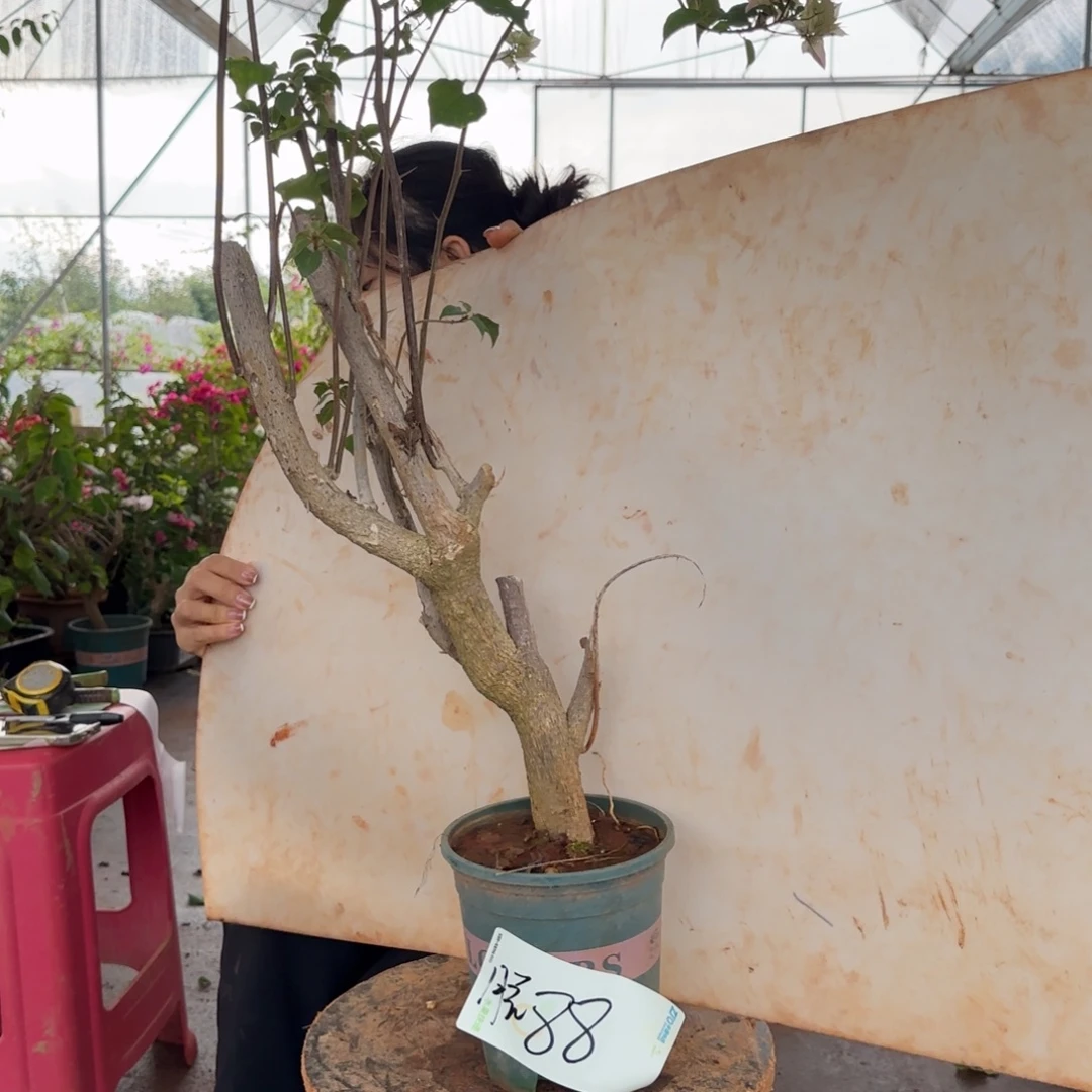 大部分花苞少量开放怡景 88脱