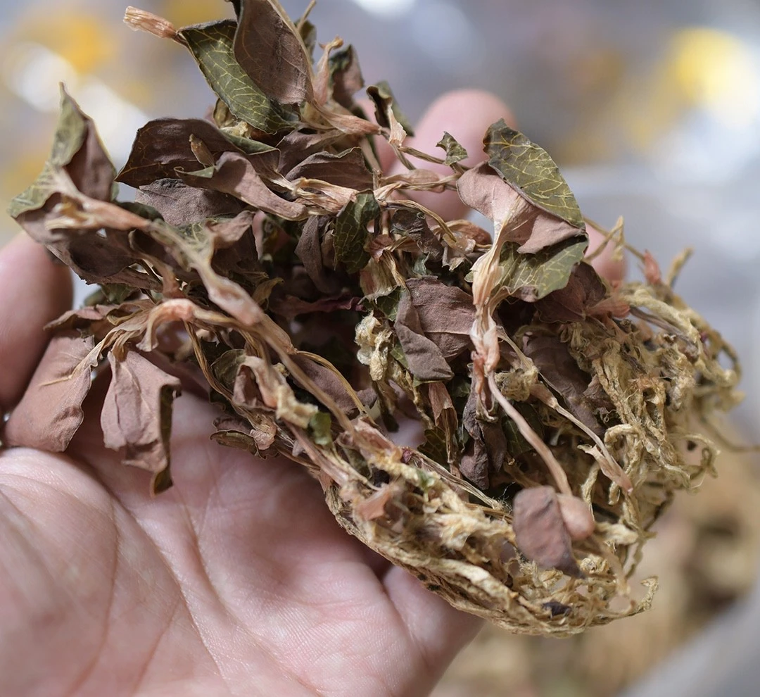 甄选 福建红霞金线莲 整株无碎