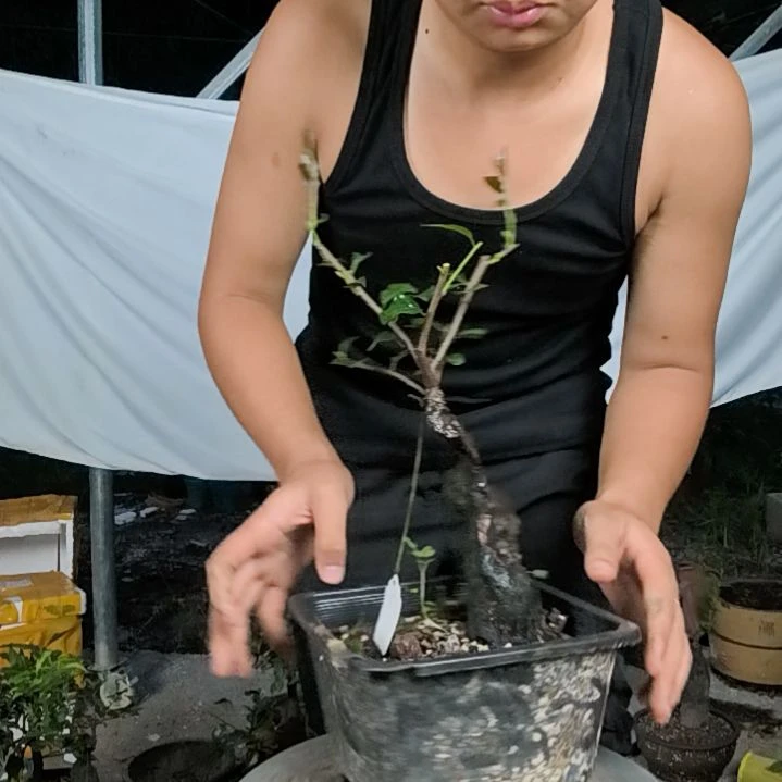 无花朵金弹子树木园艺