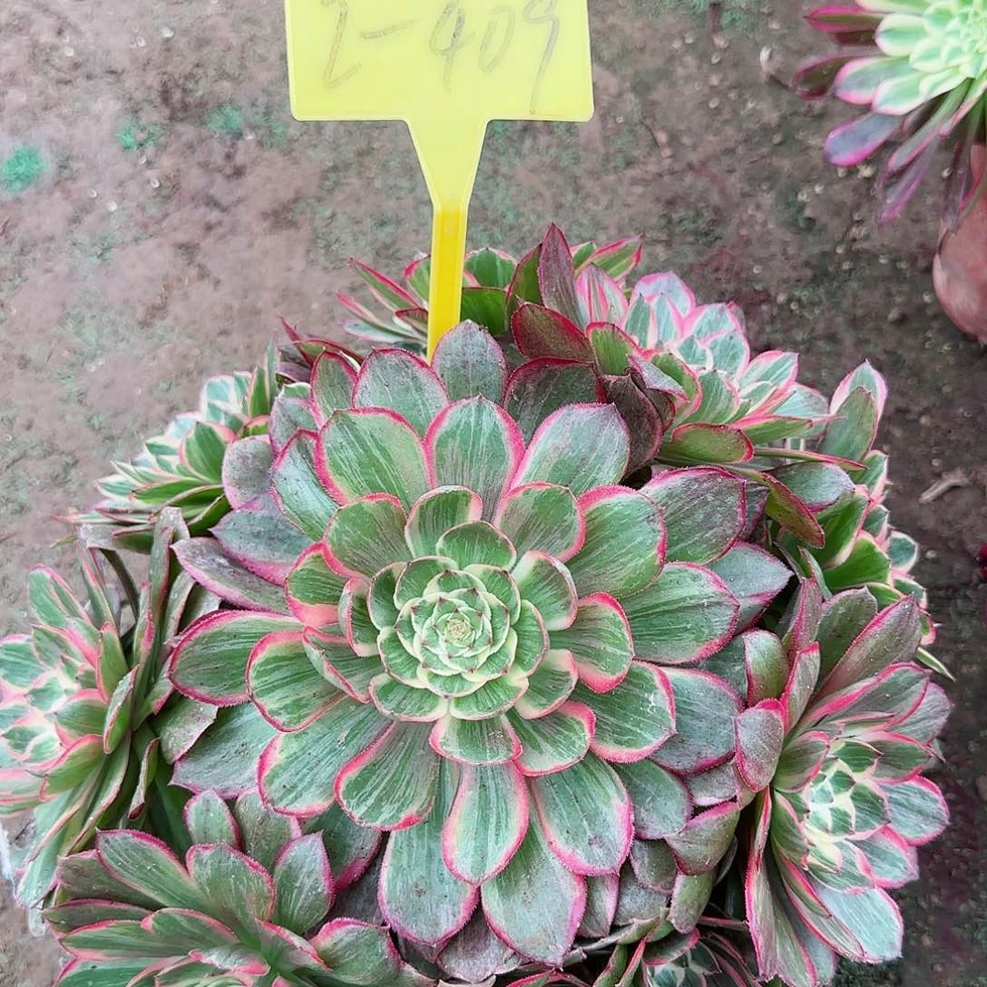 2-409---多头莲花座多头