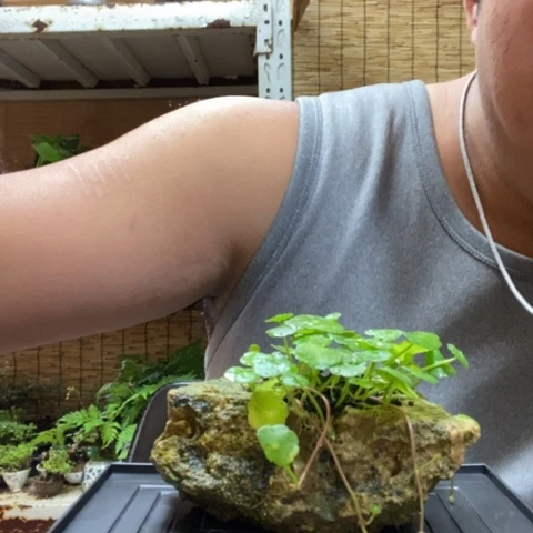 红陶一物一拍所见即所得42