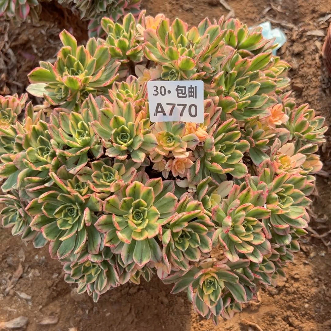 770 多肉不包断枝