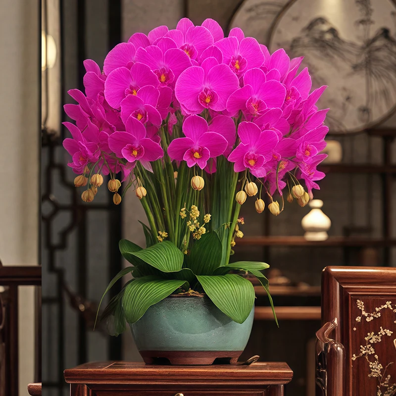 手感仿真蝴蝶兰盆栽室内桌面摆件高颜值装饰花绿植