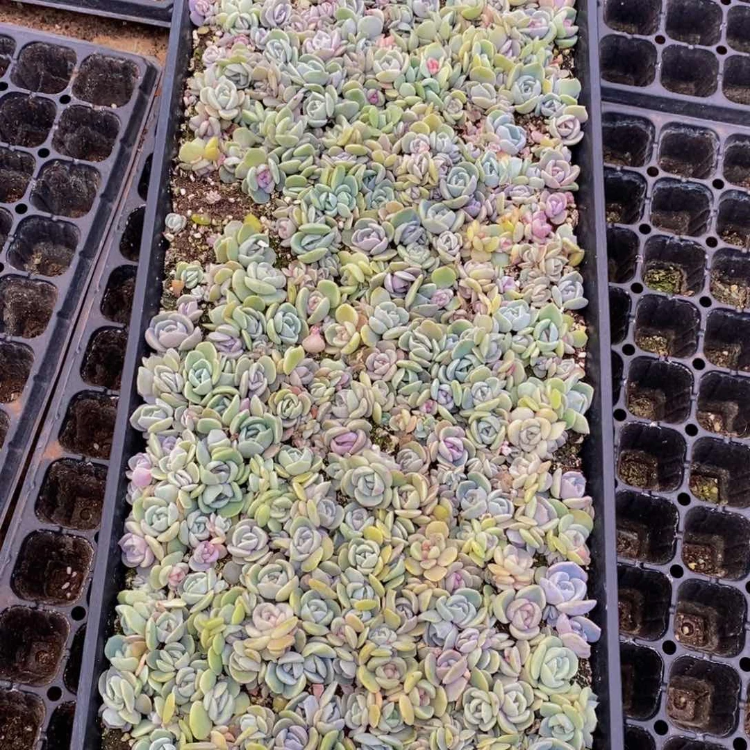 优***猬842多肉植物保护研究所所长的生活