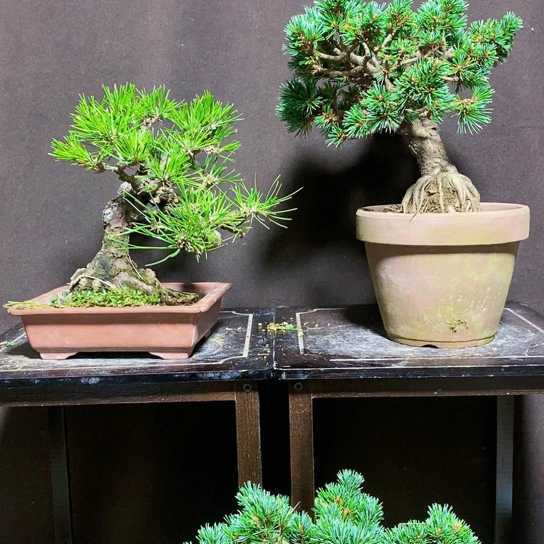 【闪购商品】无花朵米***林