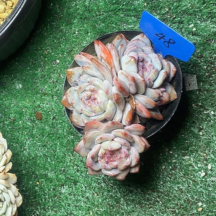 勇***v48////////////////