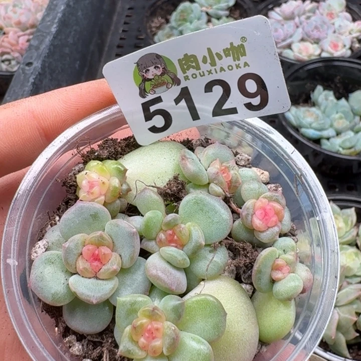 多肉植物多肉植物