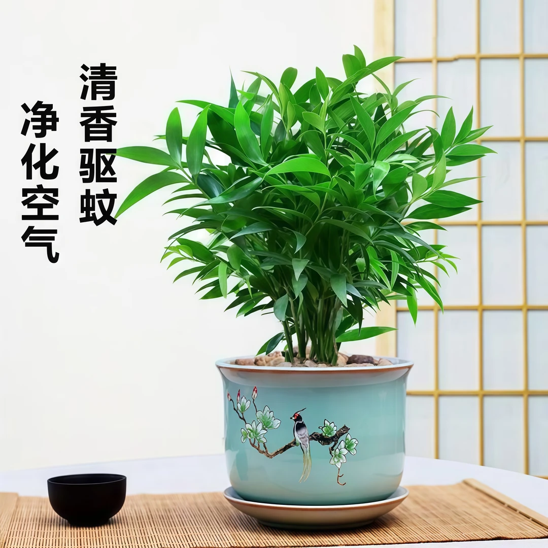 好养空气净化客厅绿植室内四季常青土培竹柏水培竹柏驱蚊植物花卉