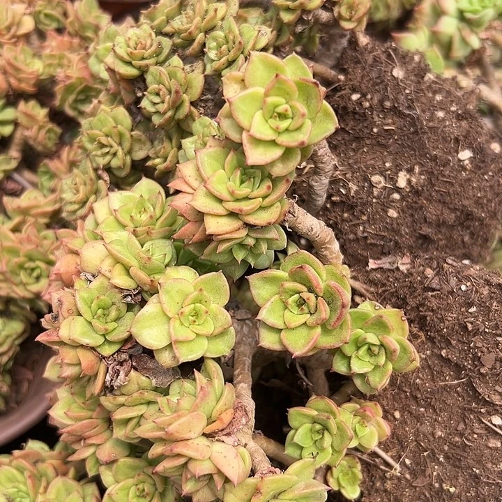 无花朵蜡牡丹2盆。