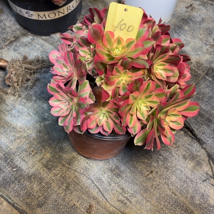 100粉女巫多肉一物一拍