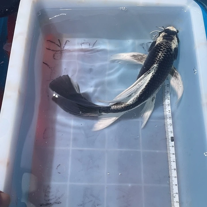 蝴蝶鲤鱼渔场直发92