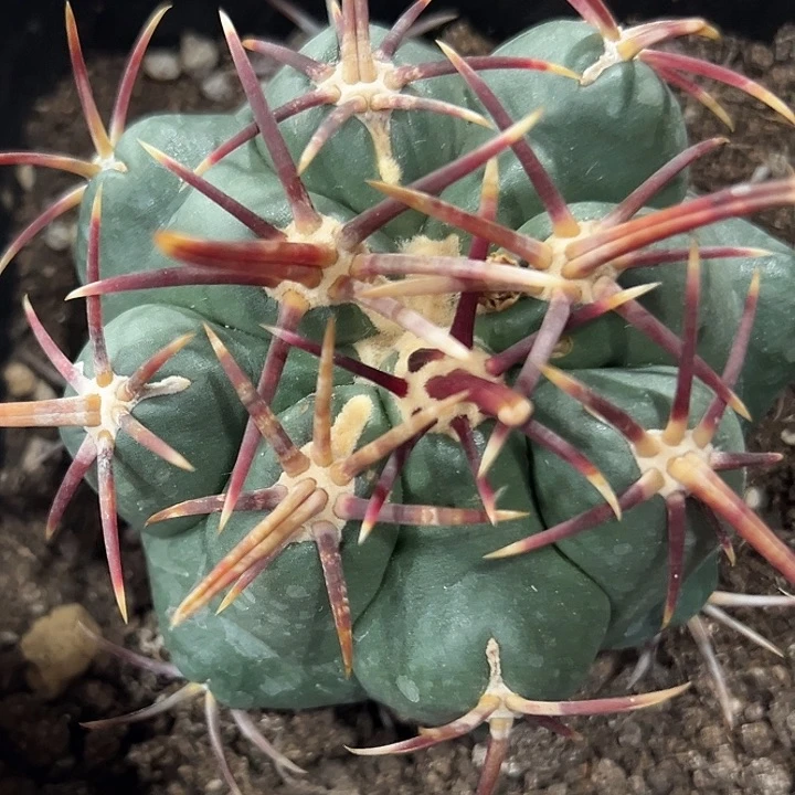 224割刺大红鹰哈哈哈哈哈哈哈