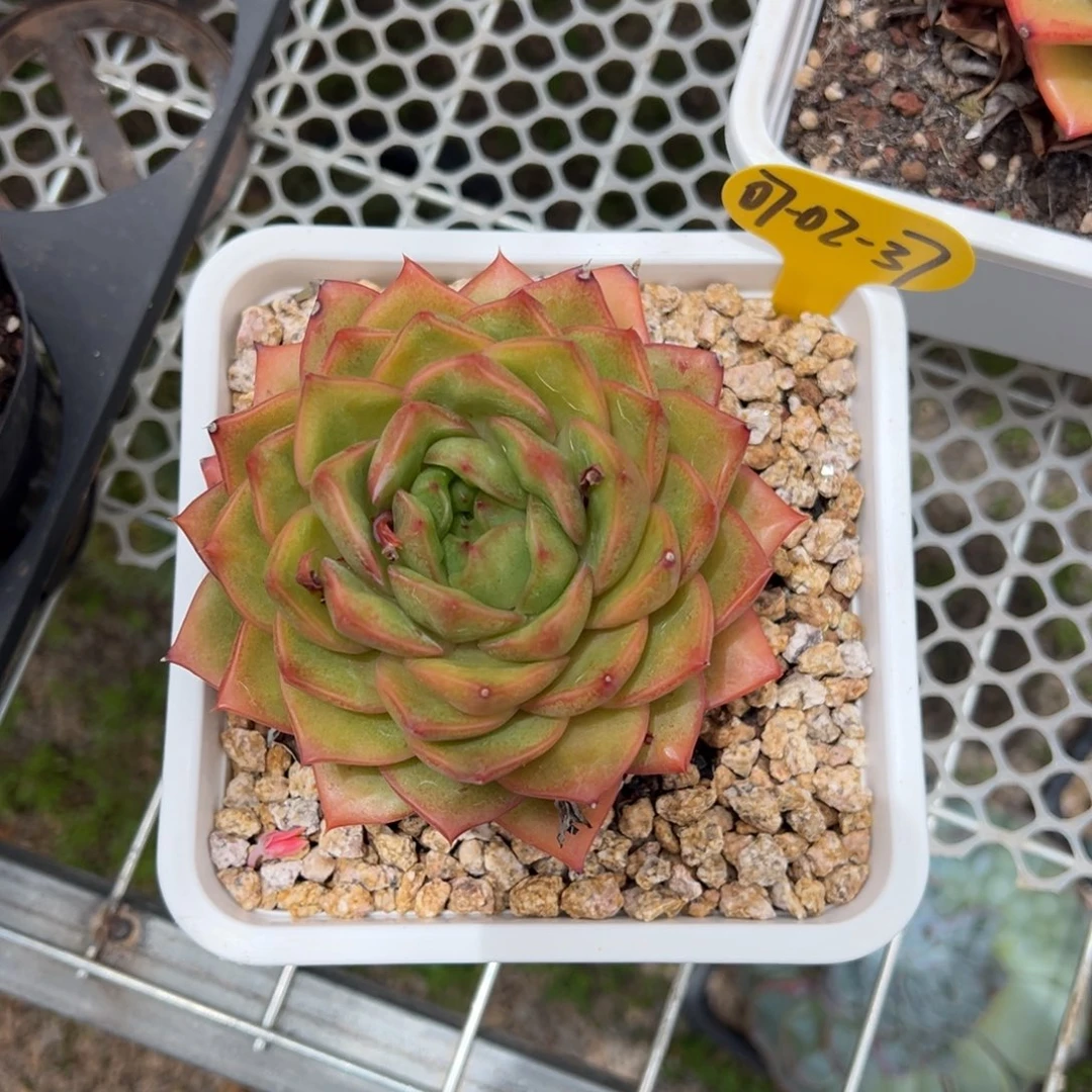 07-02-37格鲁特多肉植物