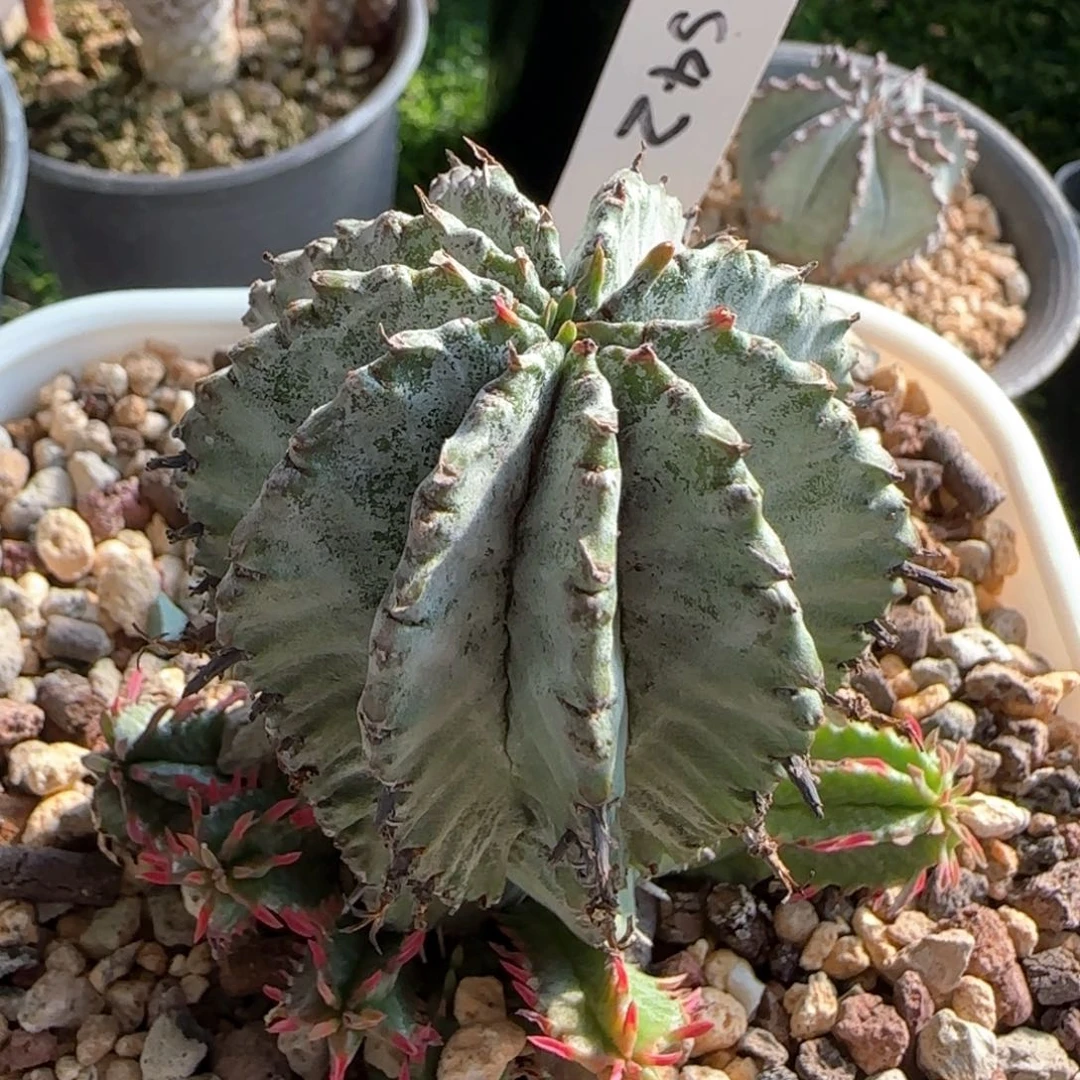 42脱土发 群生白衣