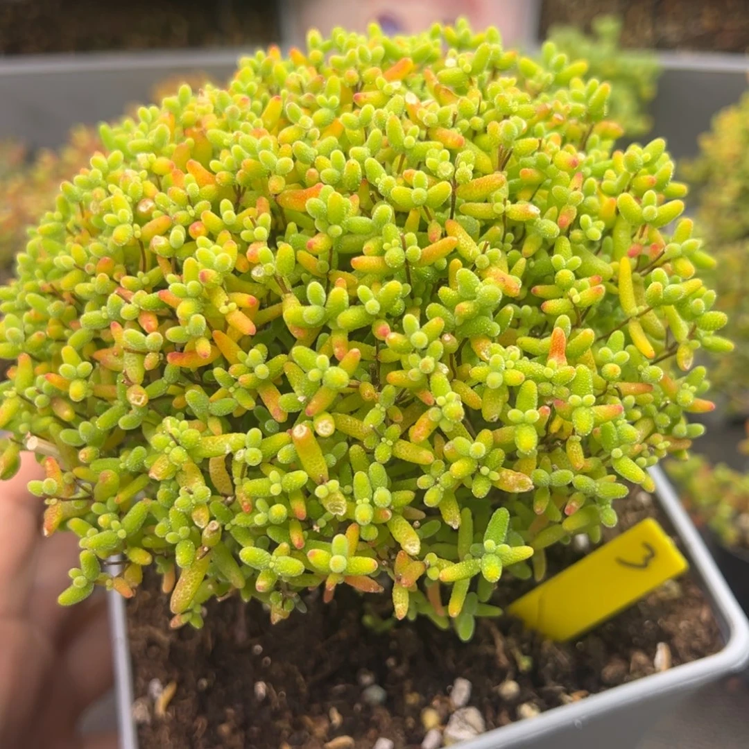 蜜橘糖球3号12cm盆