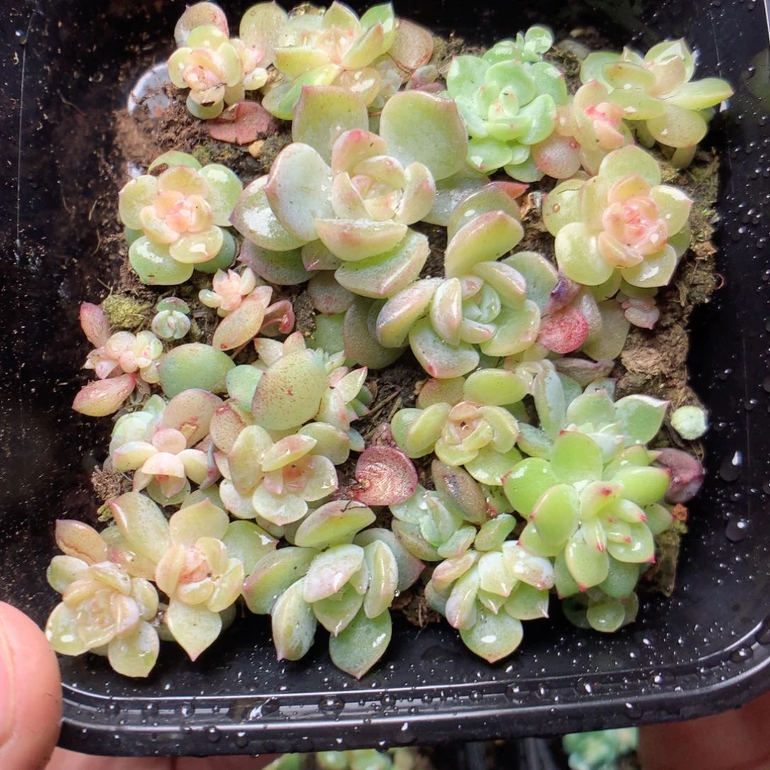 无花朵W54霞辉yyyyyyy