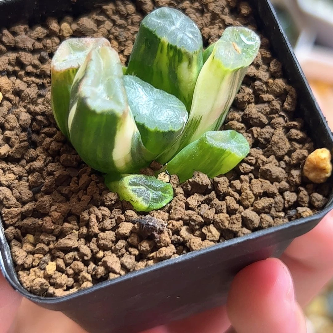 大紫锦十二卷多肉植物