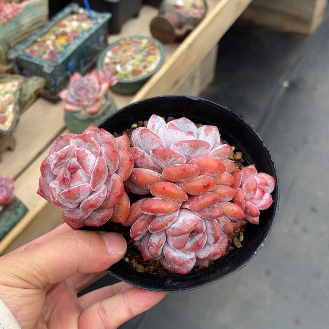 老桩飘枝可带盆土发