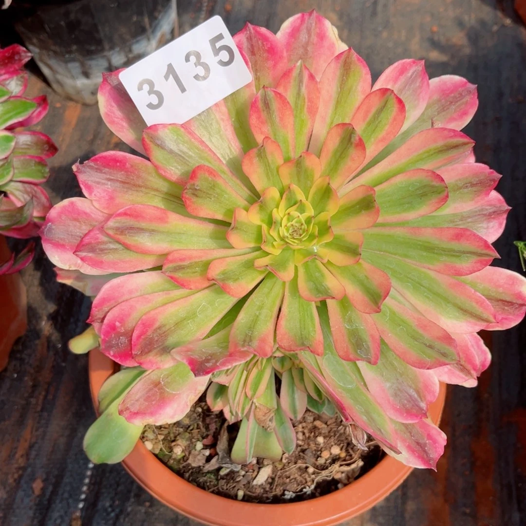 新品粉钻多肉发货