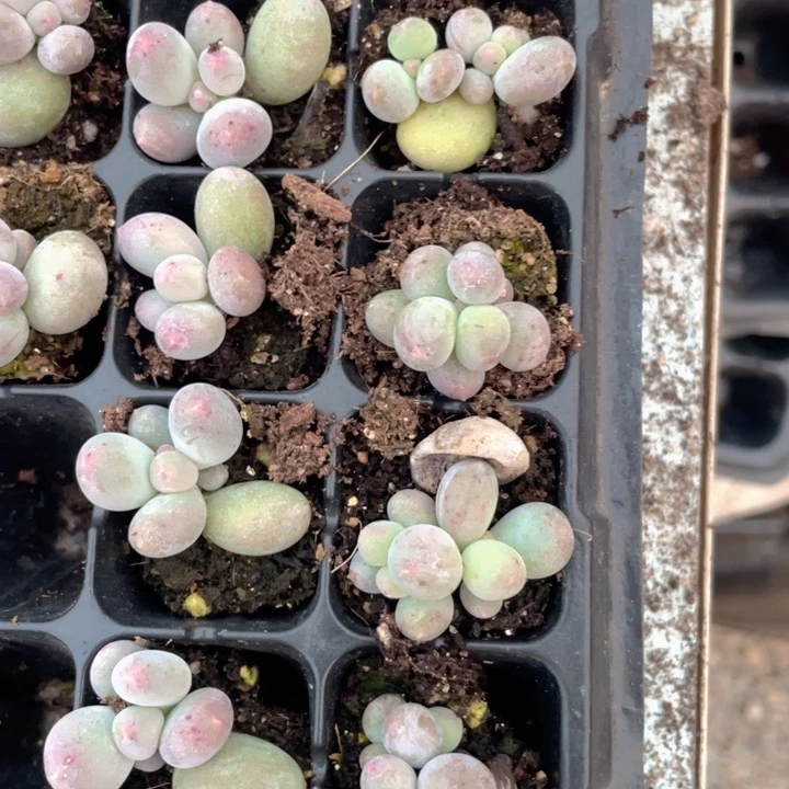 米可奶小双头随机发