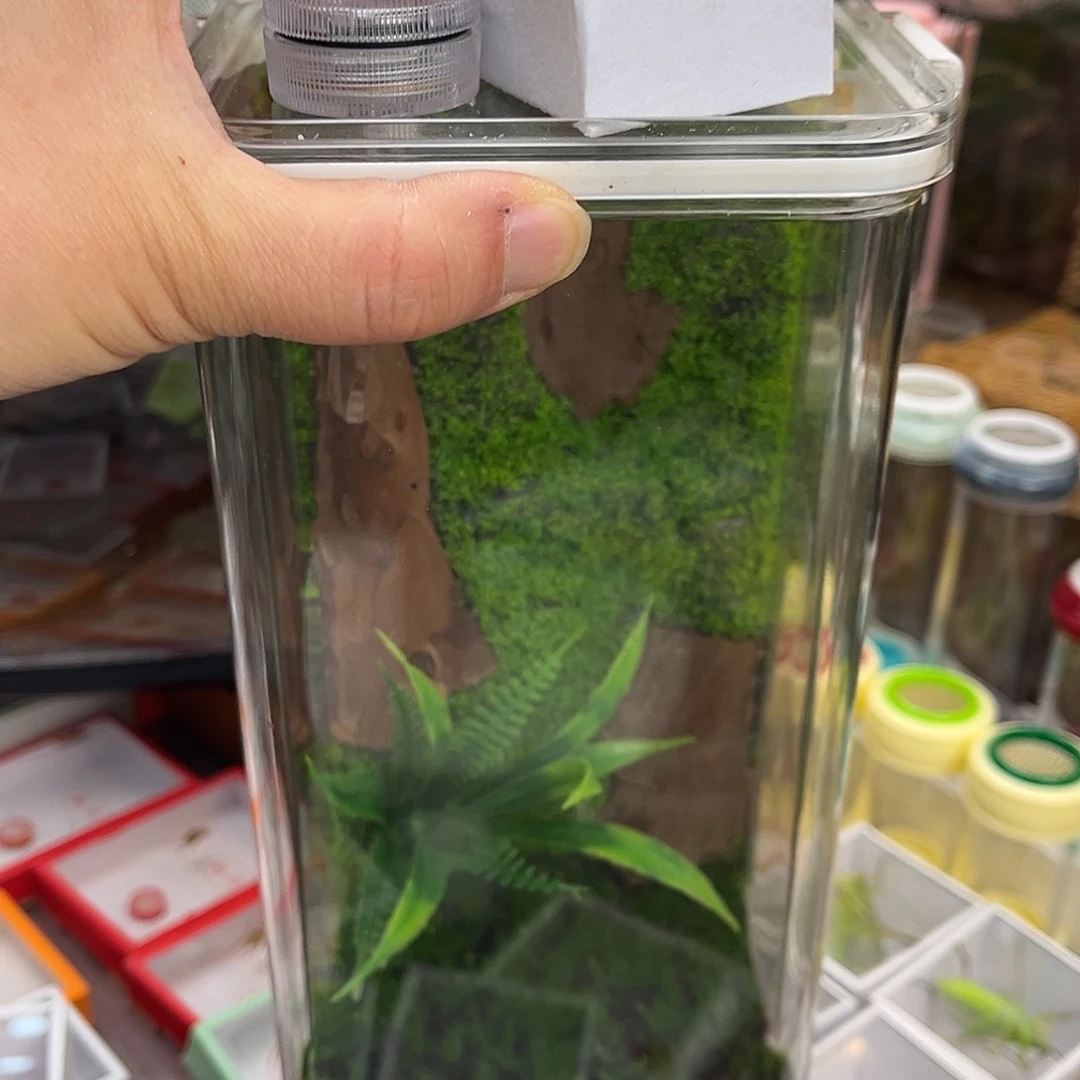 10x20生态➕蛙坊竹铃