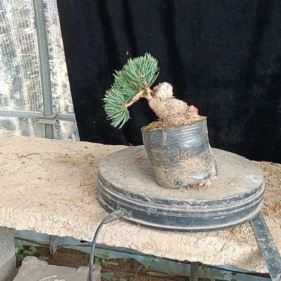 矮霸老桩盆景实物