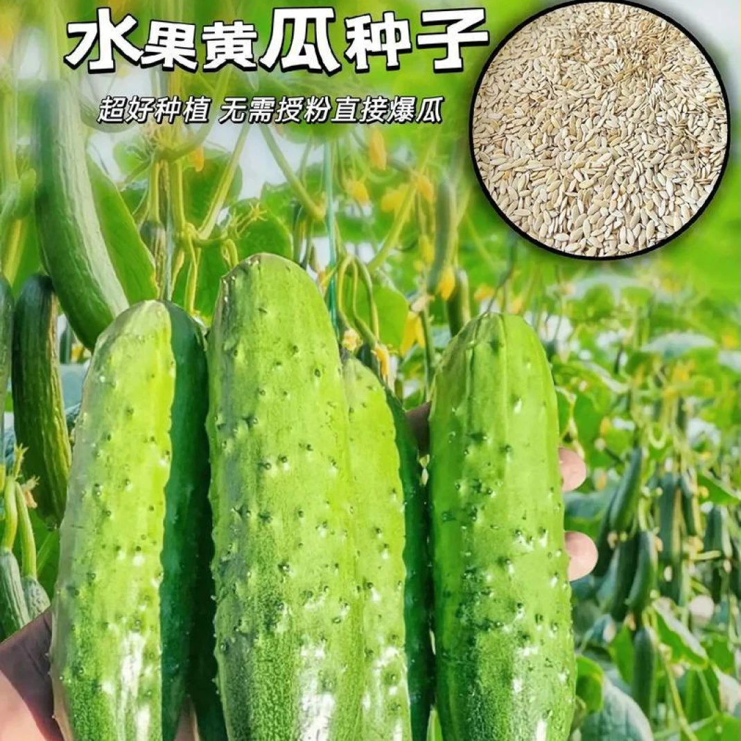 黄瓜苗黄瓜秧苗水果黄瓜秧苗黄瓜秧苗青皮耐寒阳台盆栽蔬菜秧苗