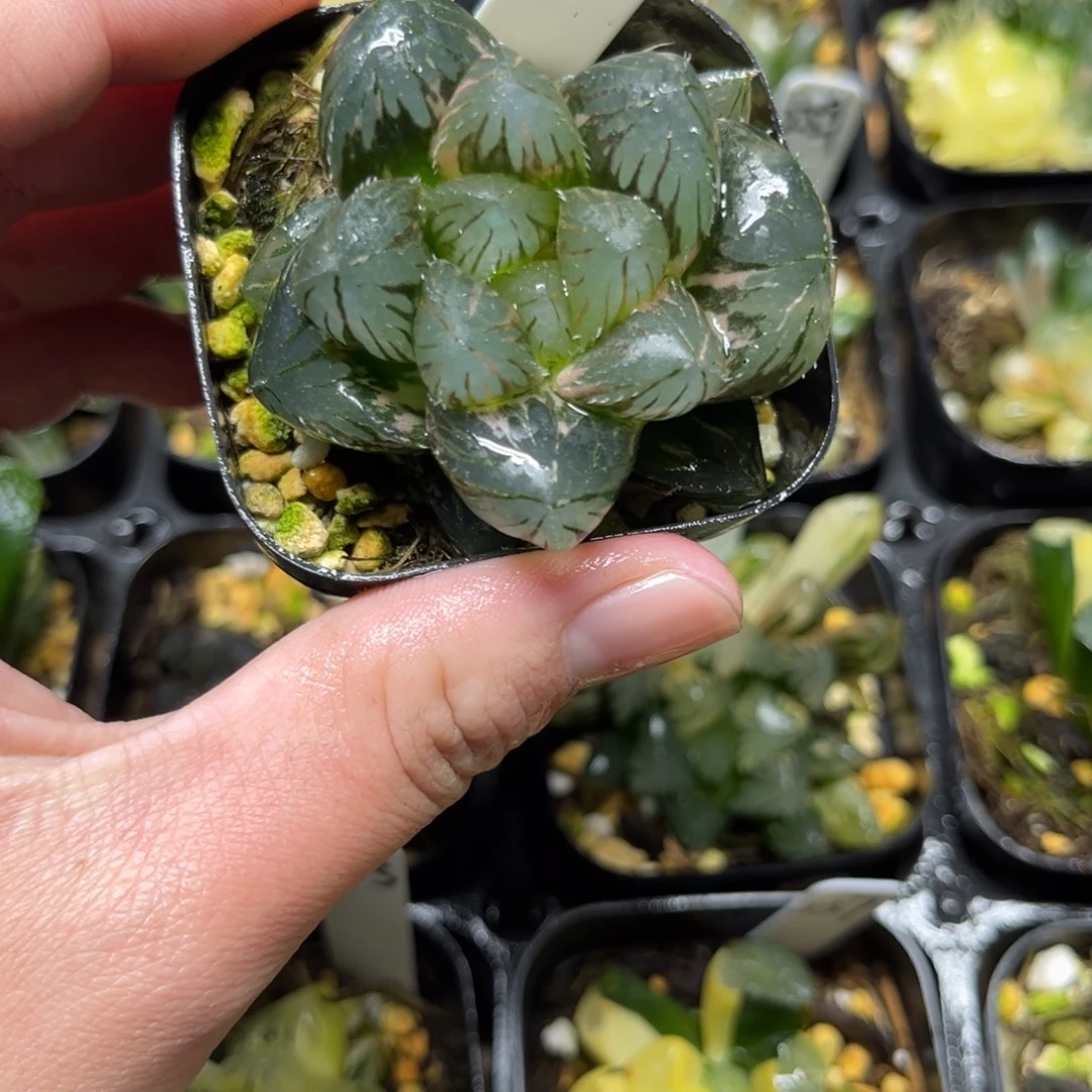 266巨大化龙爪玉露锦一物一拍